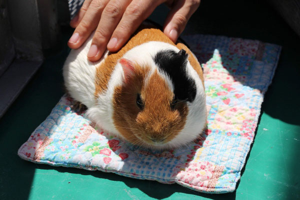 野毛山動物園