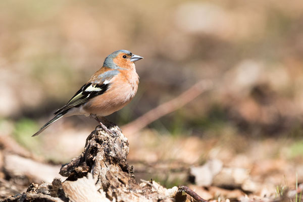 Buchfnk Männchen, Neubrandenburg, Tollensesee, Ralph Gröger, rallephoto, www.rallephoto.jimdo.com