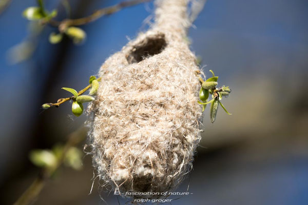 Nest einer Beutelmeise, Neubrandenburg, Ralph Gröger, rallephoto, www.rallephoto.jimdo.com