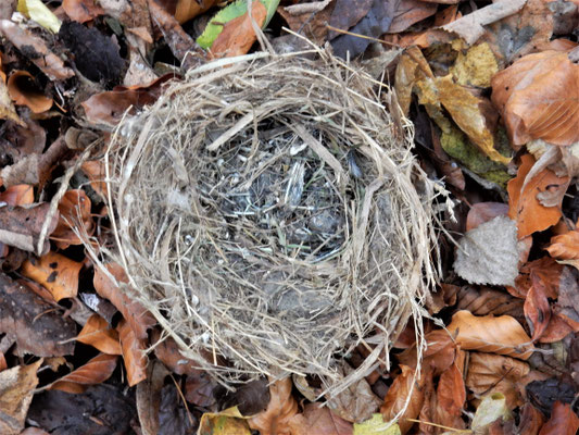 Das Schnäppernest (Bild: Christiane Gebauer)