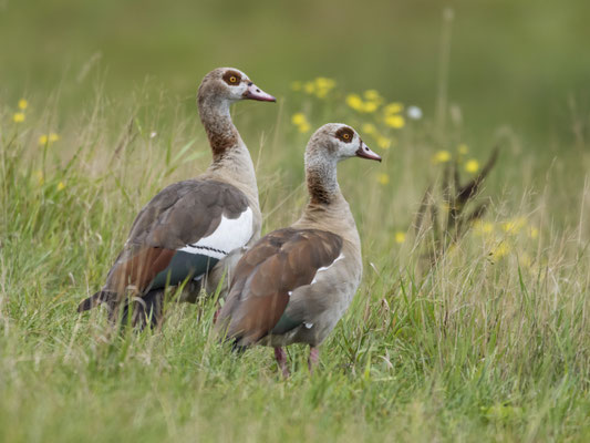 Ein Paar Nilgänse Foto: Ulrich Laakmann