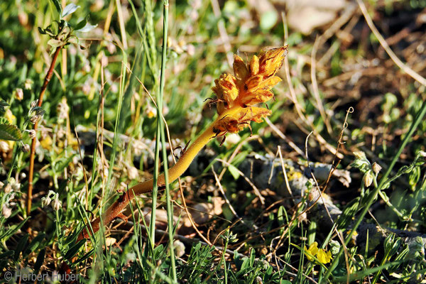 Sommerwurz (Foto: Herbert Huber)