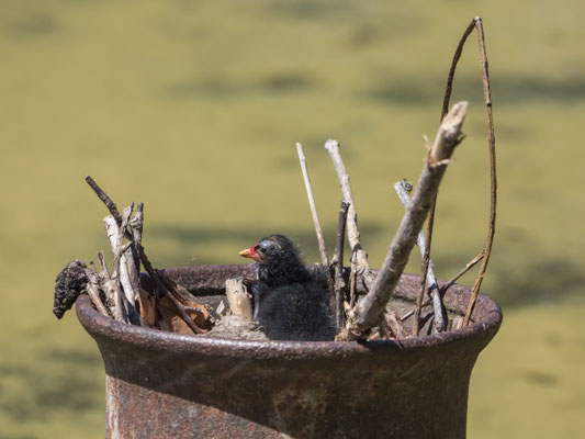 Ein besonderer Neststandort