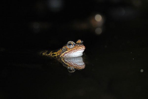 Foto: Pascal Schmid