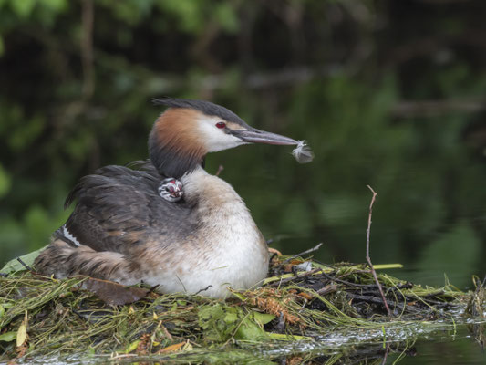 Wohlbehütet sitzt das Daunenküken auf dem Rücken eines Elterntieres. Vor der Fischmahlzeit wird eine Feder gefüttert, damit die Gräten die Speiseröhre und die empfindliche Darmwand des Jungvogels nicht verletzen.