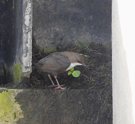 Wasseramsel beim Nestbau (Foto: Inge Strobl)