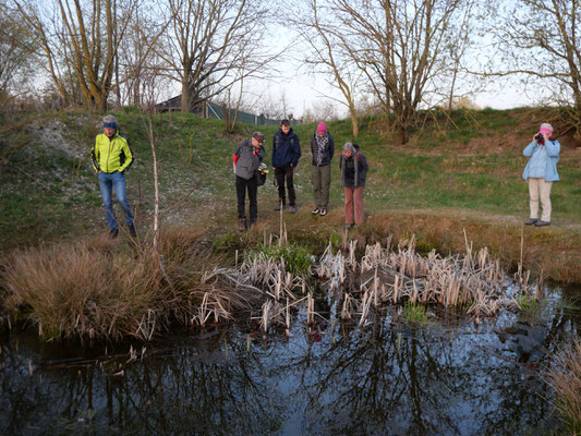 Die Teilnehmer halten Ausschau nach Grasfroschlaich (Foto: Hartmut Lichti)
