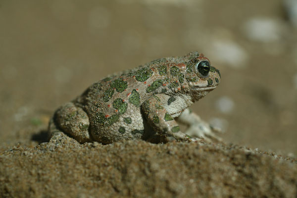 Wechselkroete (Helmut Presser - LBV Bildarchiv)