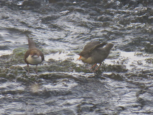 Bettelnde junge Wasseramsel mit Elternteil (Foto: Sebastian Burkhart)