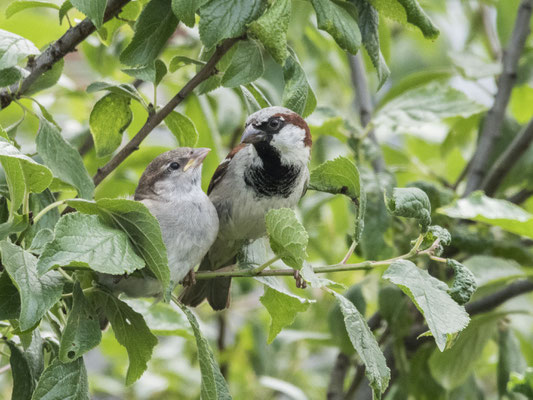 Männchen mit Jungvogel