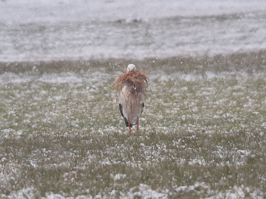 Storch in Diedorf