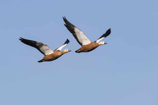 Fliegende Rostgänse Foto: Ulrich Laakmann