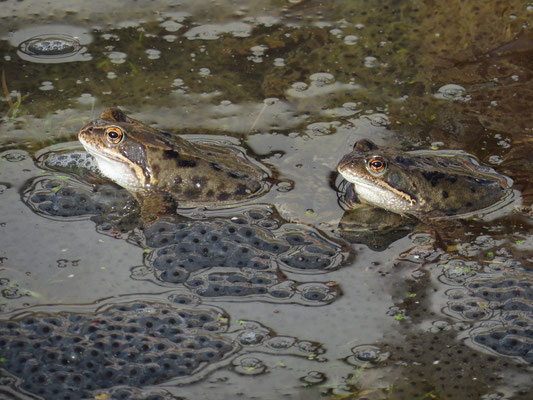 Unser gesuchter (Gras-)Froschkönig (Foto: Günter Hansbauer)