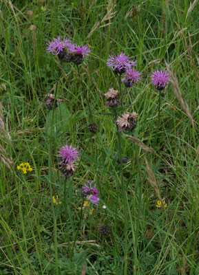Wiesen-Flockenblume (Foto: Harmut Lichti)