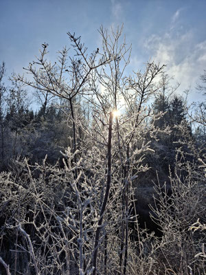 Foto: Hartmut Lichti