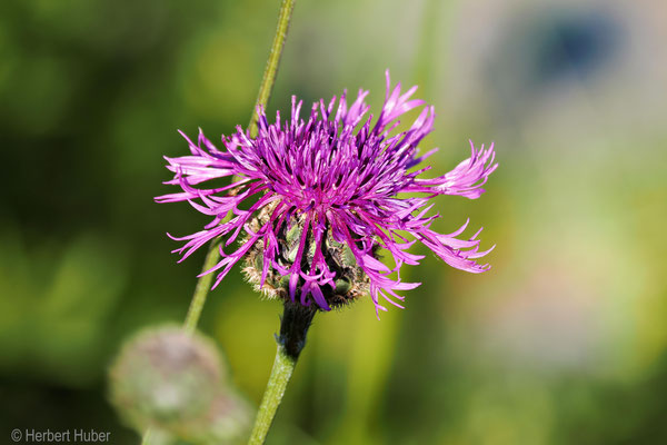 Skabiosenflockenblume (Foto: Herbert Huber)