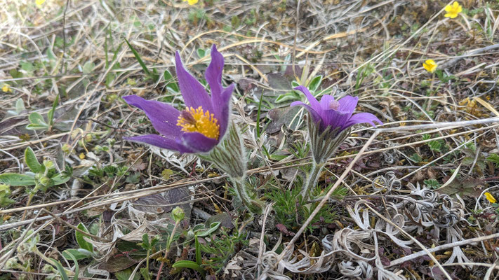 Küchenschelle - Foto: Herbert Huber