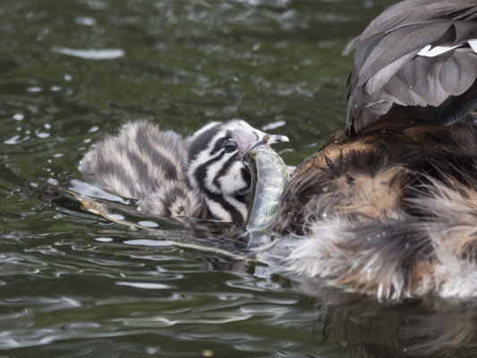 Der etwas ältere Jungvogel schwimmt schon selbständig und muss sich auch bei der Fütterung größeren Herausforderungen stellen.