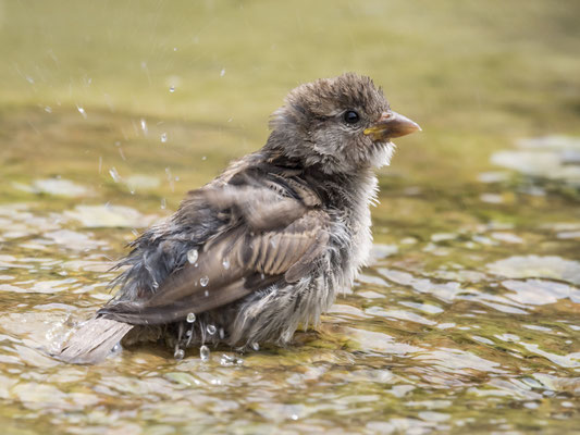 Badender Jungvogel