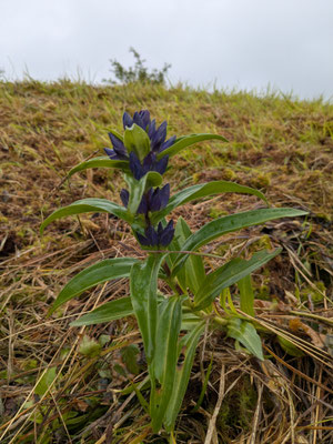 Dafür machen wir das u. a.: Kreuzenzian - wichtig für die Eiablage des Kreuzenzianameisenbläulings