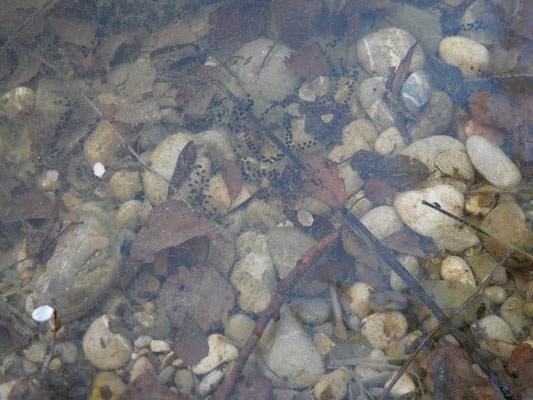 Erdkrötenlaichschnur (Foto: Hartmut Lichti)