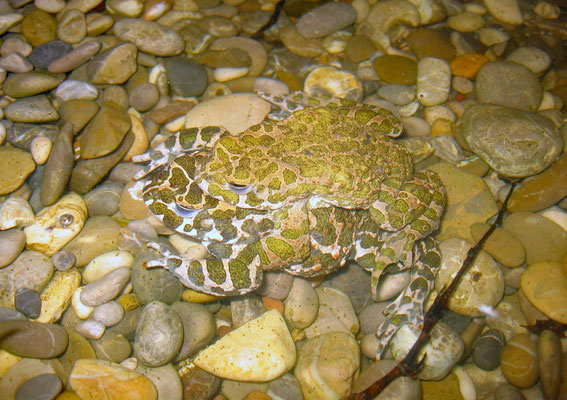 Foto: Günter Hansbauer