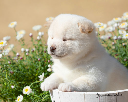 柴犬