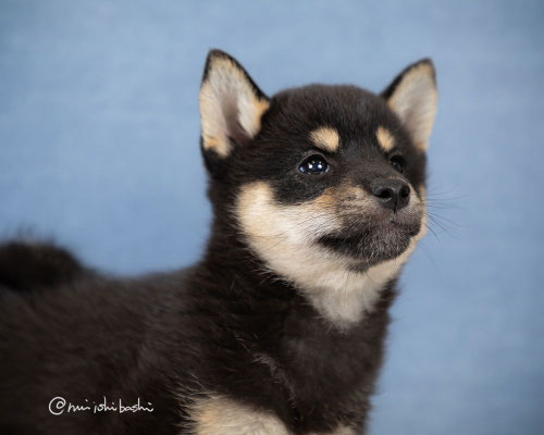 柴犬