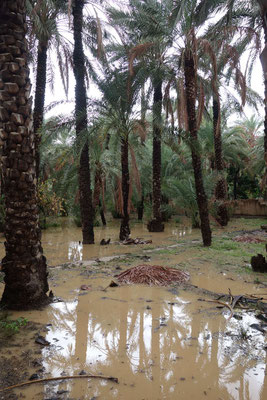 Palmeraie inondée d'Al Hamra