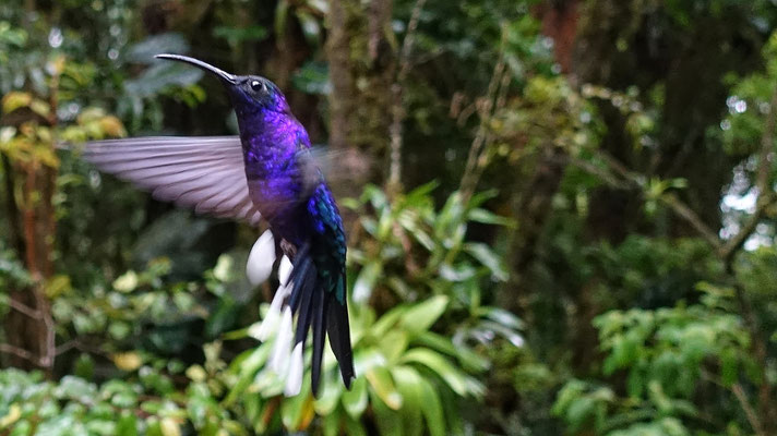 Hummingbird Cafe : colibri en vol 