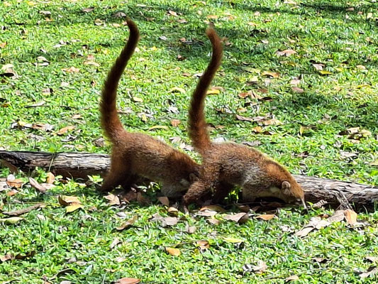 Coatis à Tikal