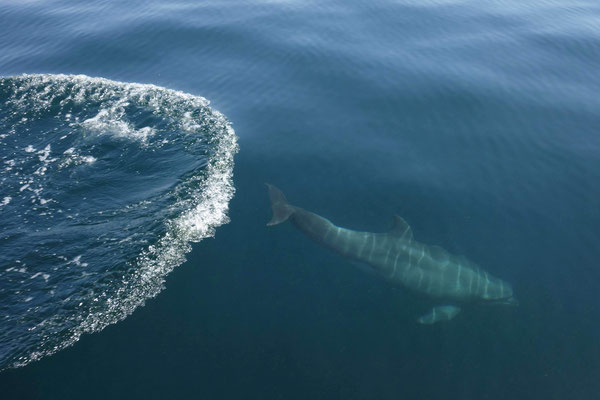 Oman, dauphins au large de Mascate (Qantab)