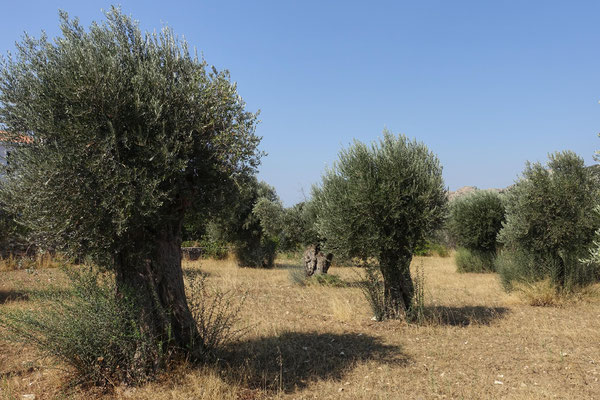 Champ d'oliviers à Halki