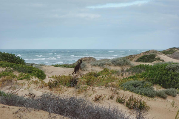 Kangourous dans les dunes au 42 Mile Crossing (Coorong National Park)
