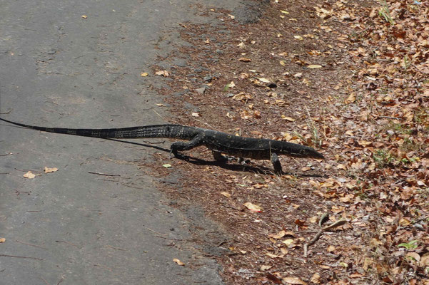 Sri Lanka : varan