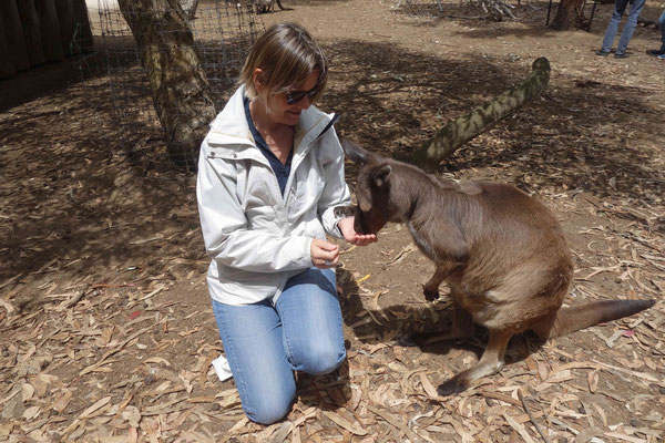 Dans le Kangaroo Island Wildlife Park, on peut nourrir et caresser les kangourous