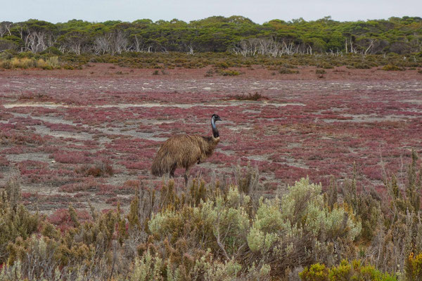 Emeu au 42 Mile Crossing (Coorong National Park)