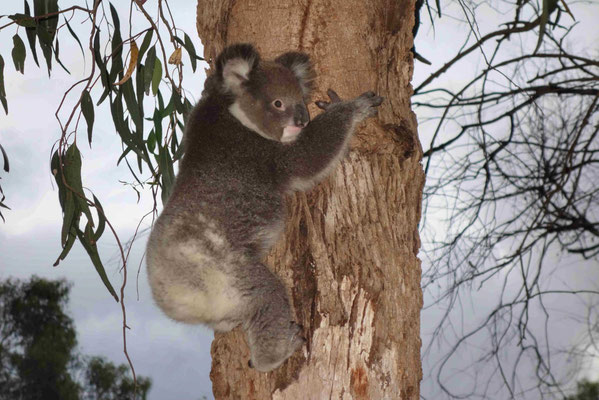  Notre voisin le koala au Western KI Caravan Park