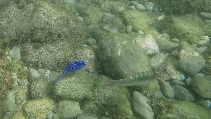 Isla Chora : snorkeling