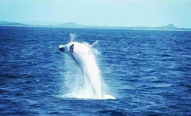 Magnifique saut de baleine