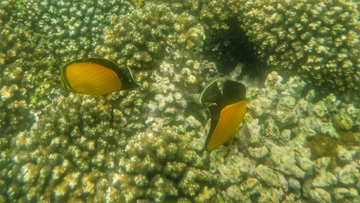Le poisson-papillon Persan, jaune aux nageoires noires