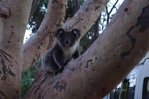 Le petit koala qui a passé la nuit près de notre van