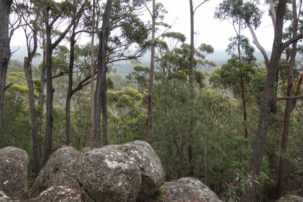 Forêt du Croajingolong National Park