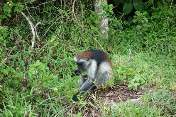 Zanzibar, singe Colobus dans la forêt de Jozani
