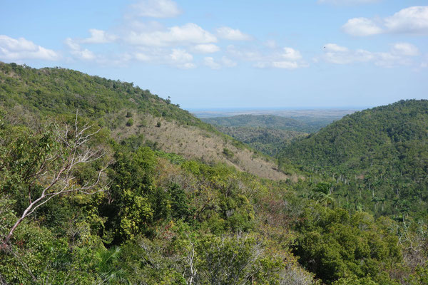 Vue de la "Buenavista Coffee Plantation"