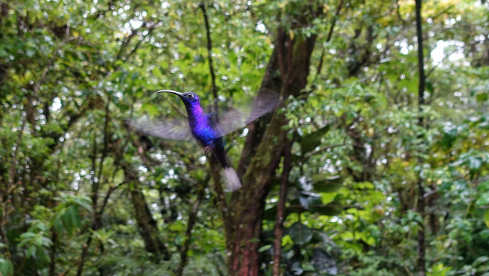 Hummingbird Cafe : colibri 