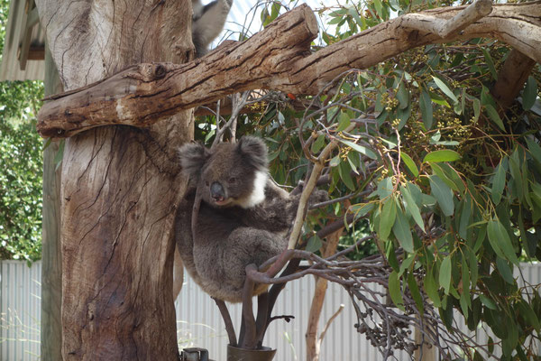 Koala du Kangaroo Island Wildlife Park