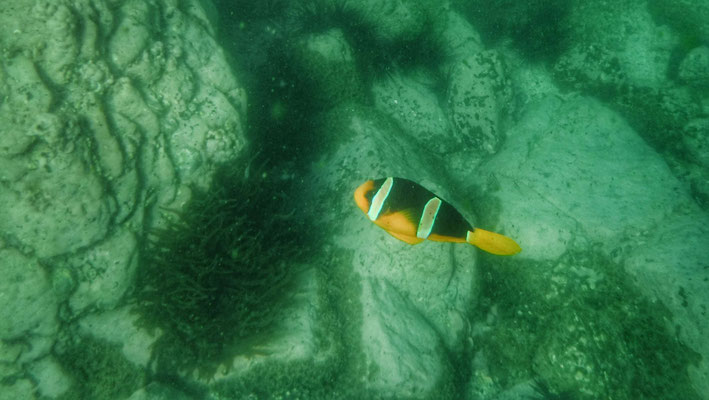 Clark's Anemonefish ou poisson-clown de Clark, reconnaissable à ses deux bandes verticales blanches