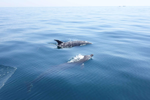 Oman, dauphins au large de Mascate (Qantab)