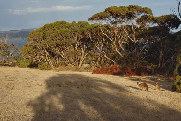 Kangourous au coucher du soleil à Emu Bay